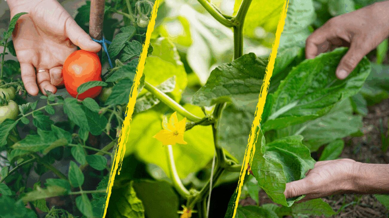 Агроном розповів, навіщо бризкати глиною по листу овочів влітку