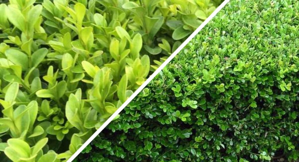 5 причин, чому самшит чахне і не росте: ці помилки в догляді допускають навіть агрономи 