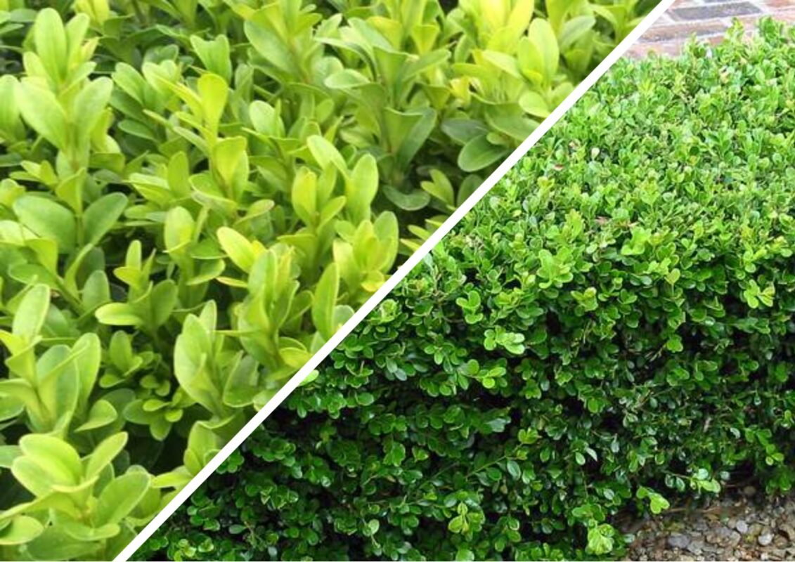 Чому засихає самшит і як врятувати рослину на клумбі