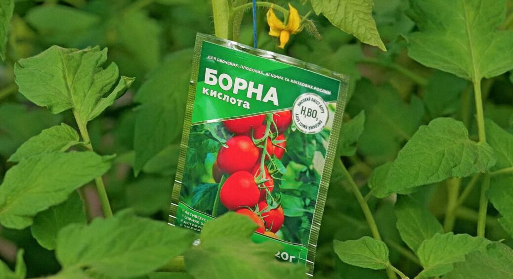 Підживка овочів борною кислотою: 2 причини спробувати та покрокова інструкція для городників 