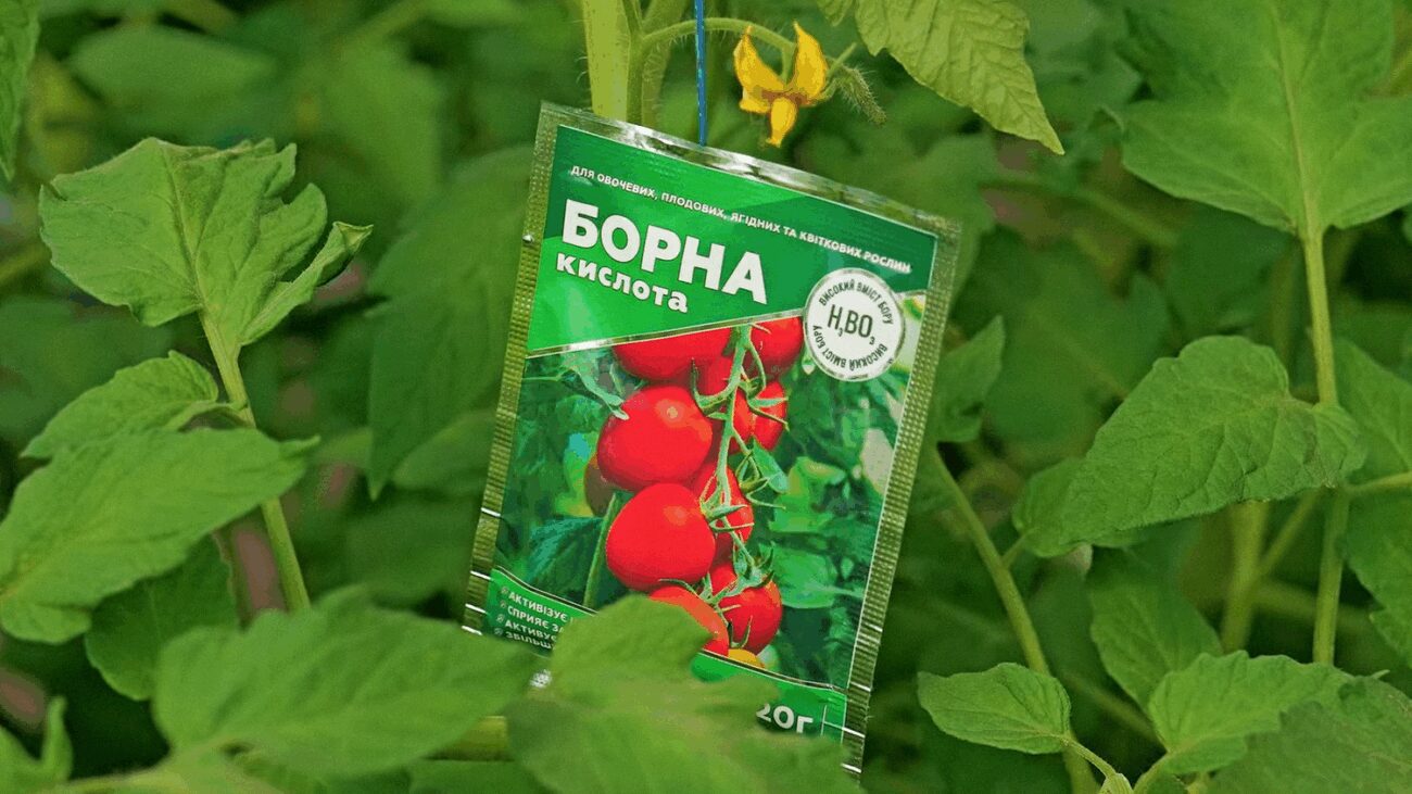 Агрономи пояснили, як підживити овочі борною кислотою