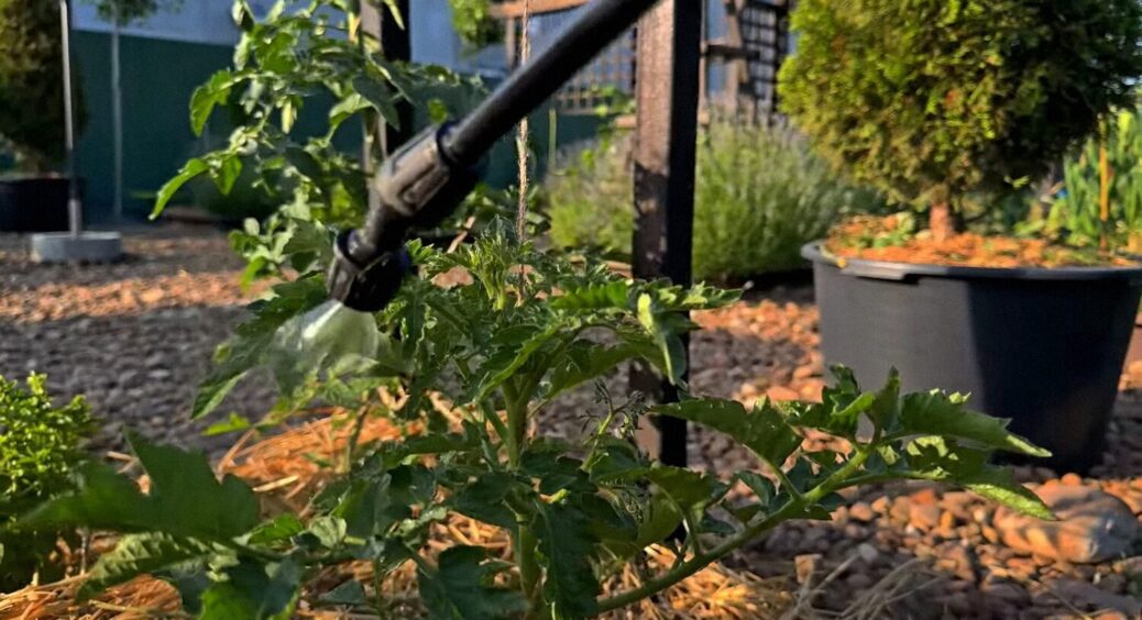 Всього 1 обробка і хвороб та шкідників на городі нема: цей засіб вже забули, але даремно 