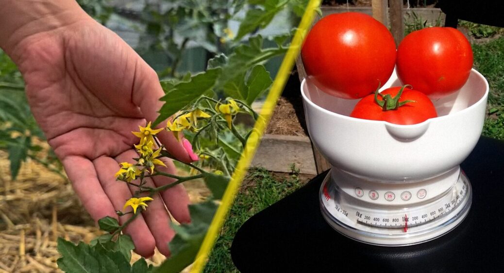 Зріли красивими, а визріли потрісканими: як врятувати свої помідори — 1 лайфхак з Херсону 