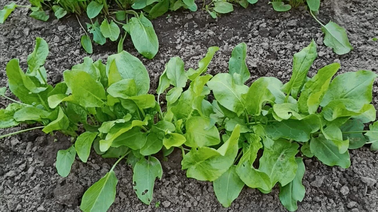 Українці розповіли, чи популярний в Німеччині щавель