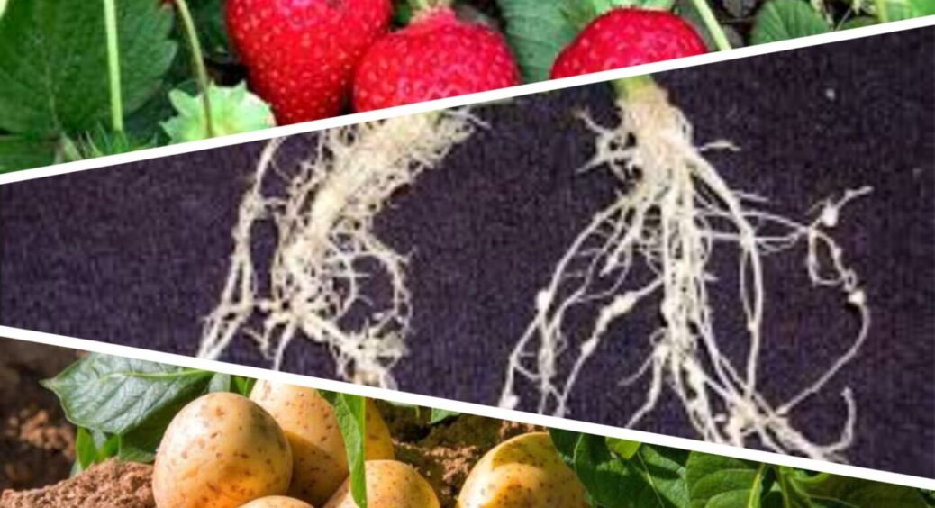 Невидимий ворог: мешканці Голованівщини знайшли дуже простий засіб від кореневого шкідника 