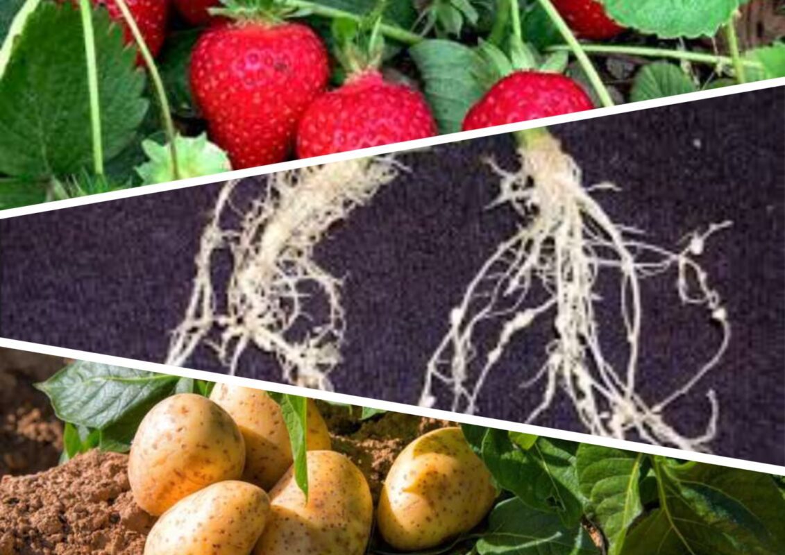 Як позбутися нематоди на городі дуже простим способом