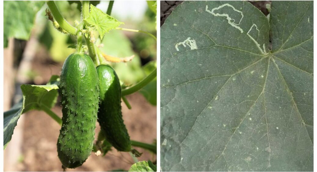 Прикольні малюнки на огірках – не від сонця: садівники пояснили, що це з’явився за шкідник 