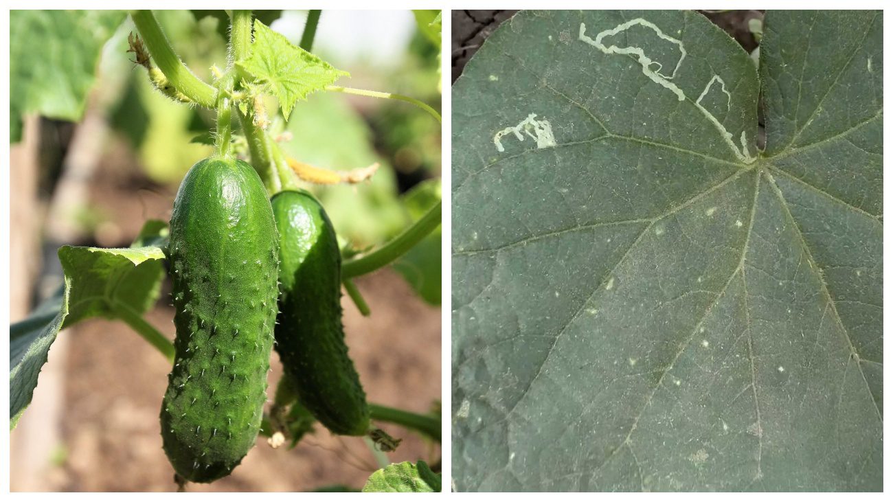 Городники пояснили, чому на огірках у липні з'являються цікаві малюнки