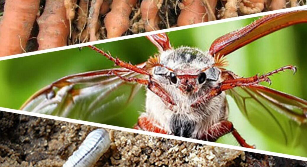 Схаменіться, бо врожай може зійти нанівець: 4 шкідники, яких легко не помітити на городі 