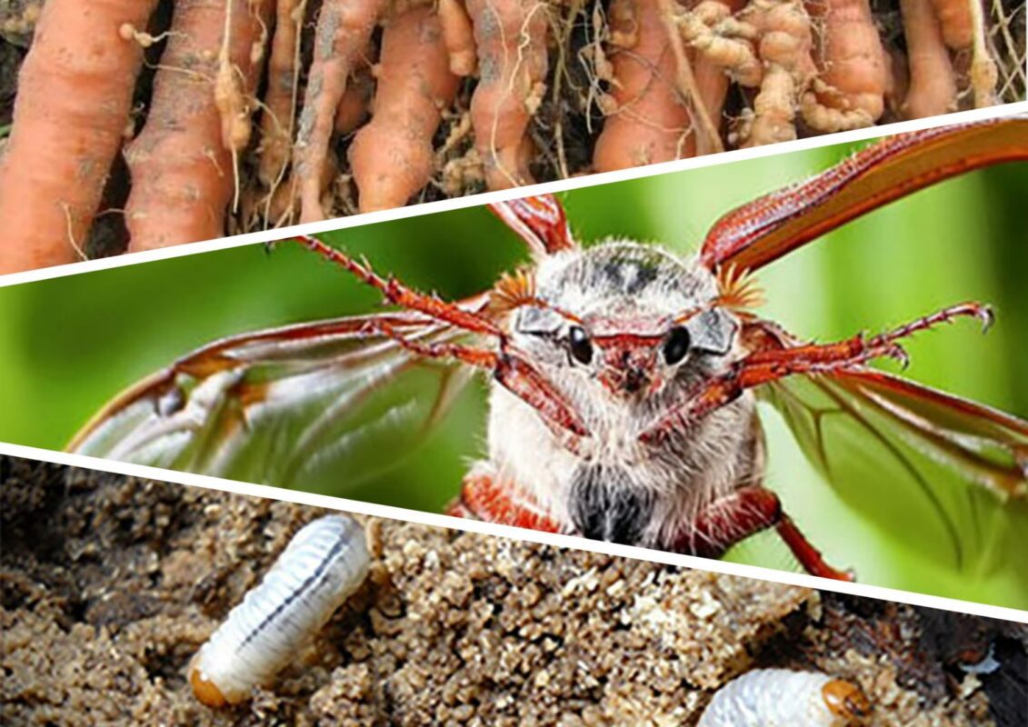 Шкідники городини, яких ми не бачимо