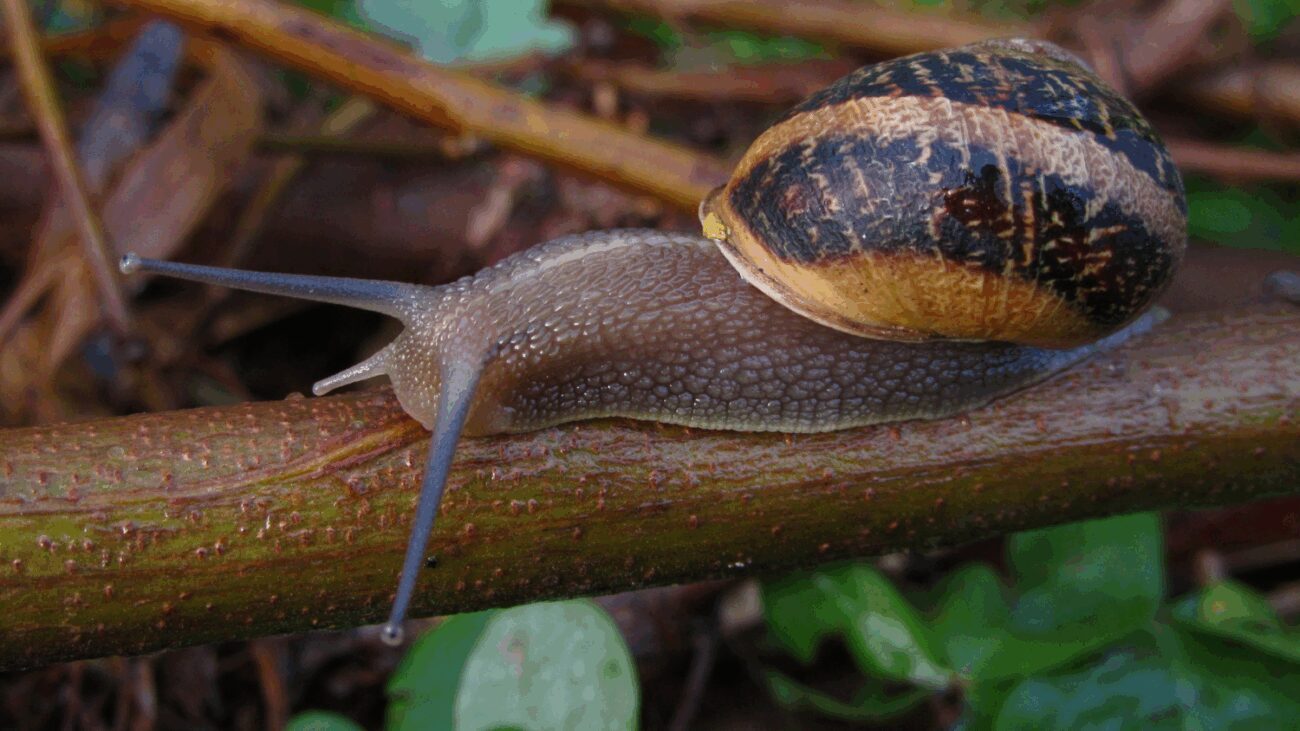 Городники назвали дієві засоби проти слимаків на городі
