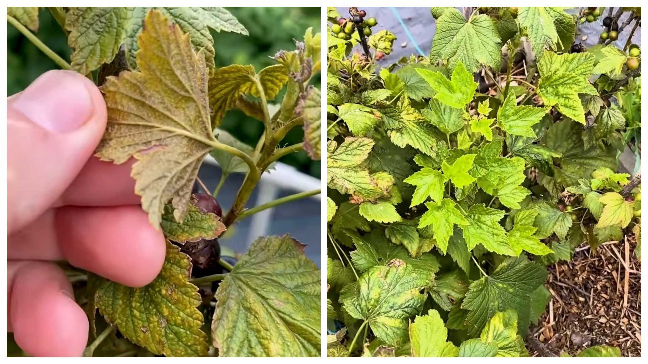 Садівник пояснив, чому в Україні масово чорніє листя смородини