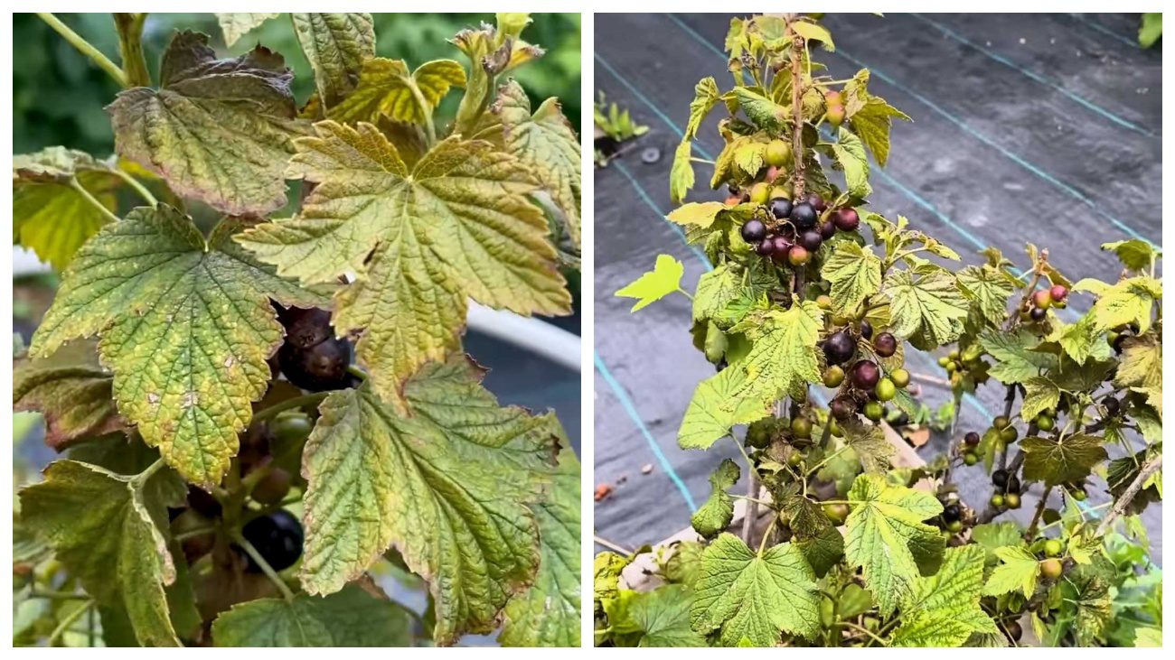 Садівник пояснив, чому в Україні масово чорніє листя смородини