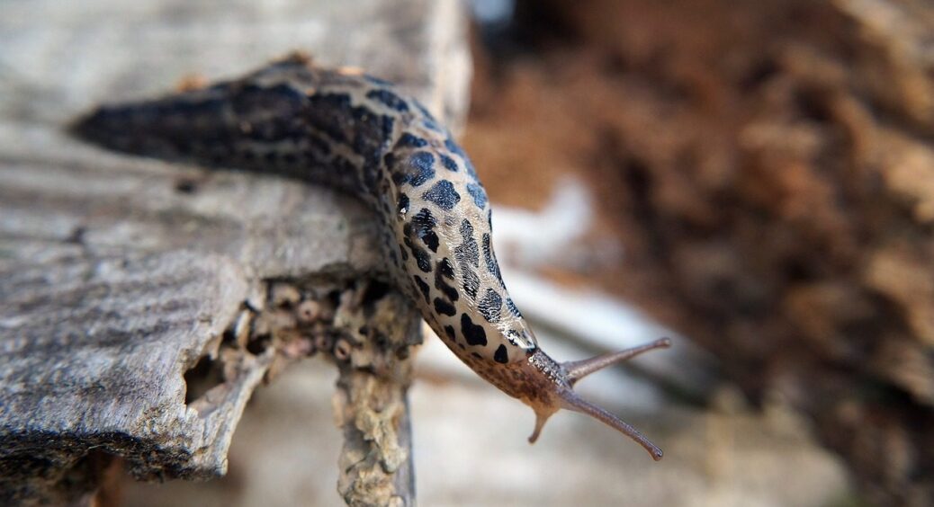 2 з 5 поширених засобів проти слимаків виявились абсолютно недієвими: дачникам на замітку 