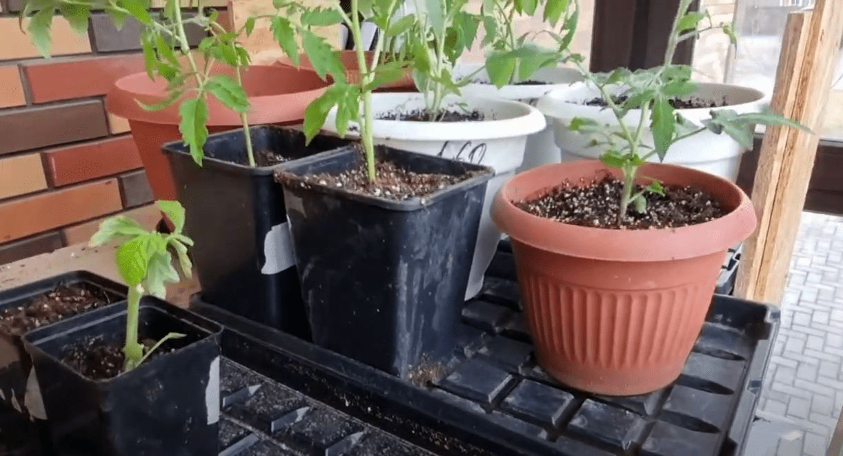 Агрономи назвали 3 помилки новачків при вирощуванні томатів у контейнерах