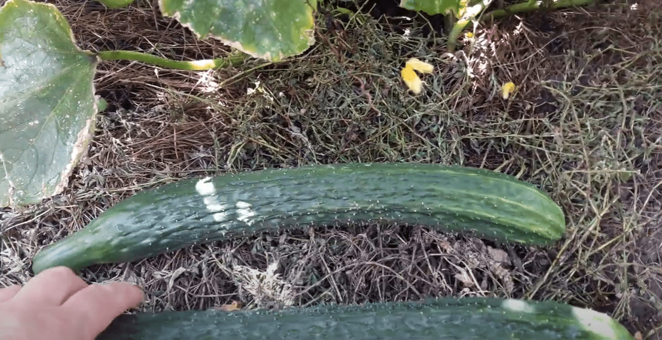 Городники назвали всі плюси та мінуси знаменитих китайських огірків