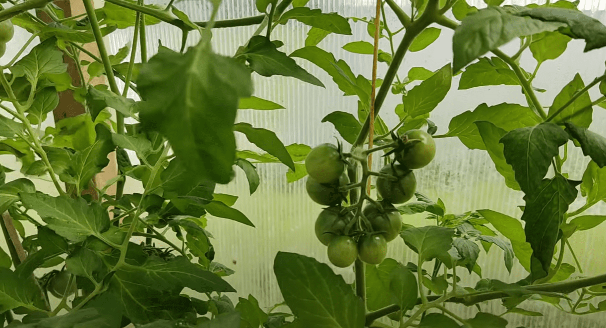 Агроном розповів, чому не можна видаляти нижні листя у томатів просто так