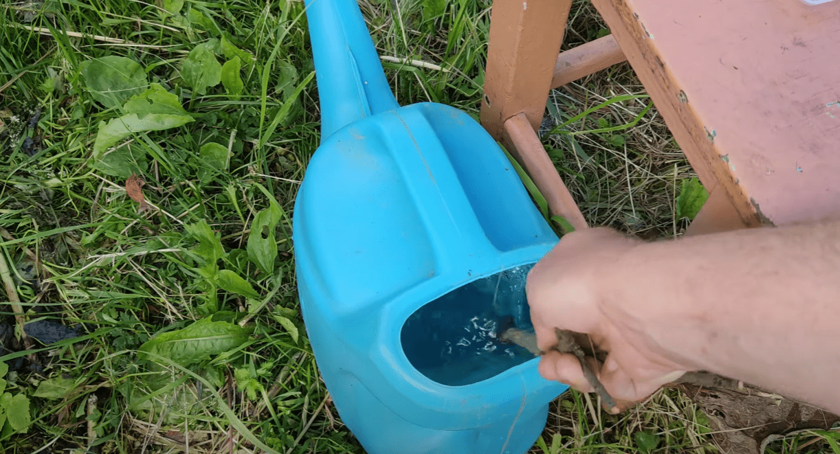 Городник розповів, що потрібно зробити, щоб виростити міцні здорові томати