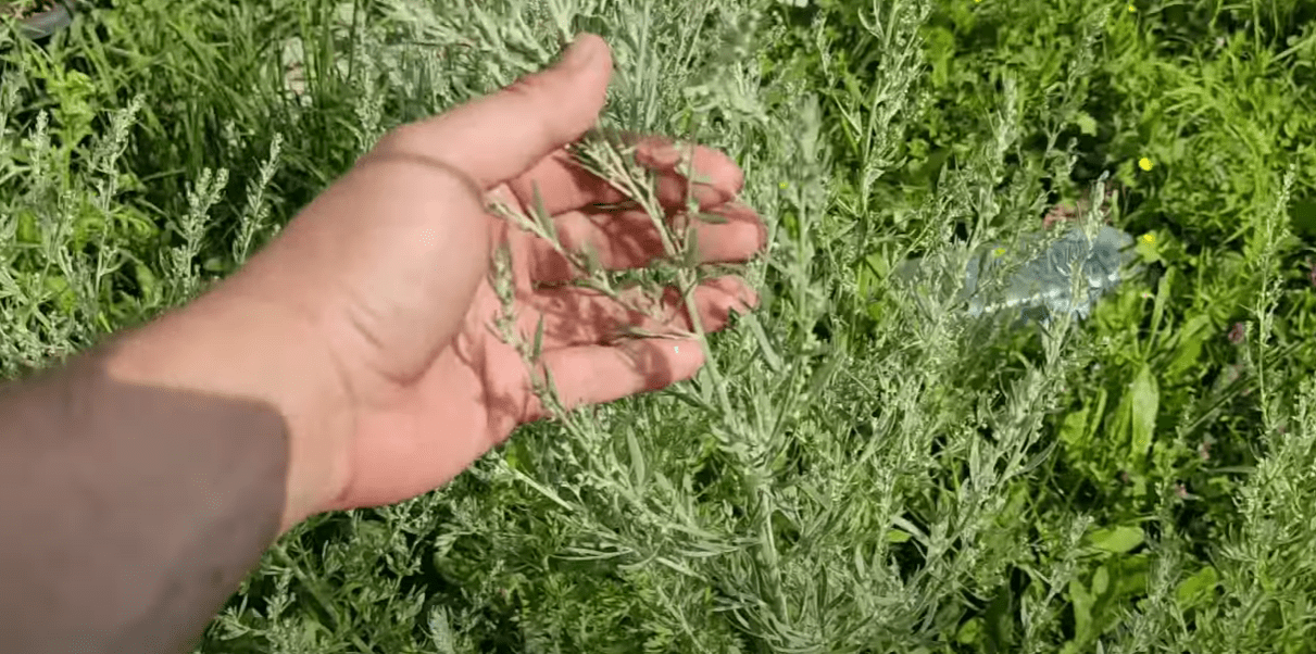 Городники розповіли, як легко та швидко подолати шкідників капусти