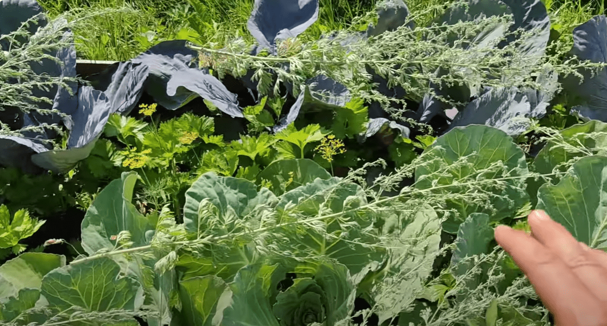 Городники розповіли, як легко та швидко подолати шкідників капусти