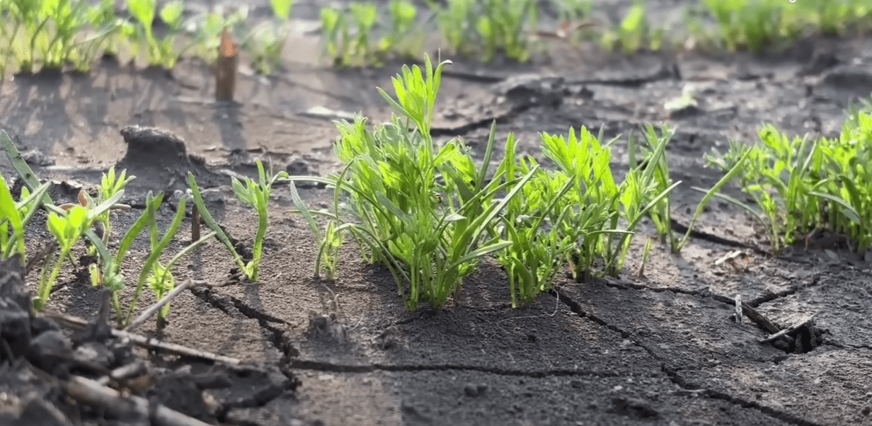 Городники показали простий інструмент для проріджування моркви