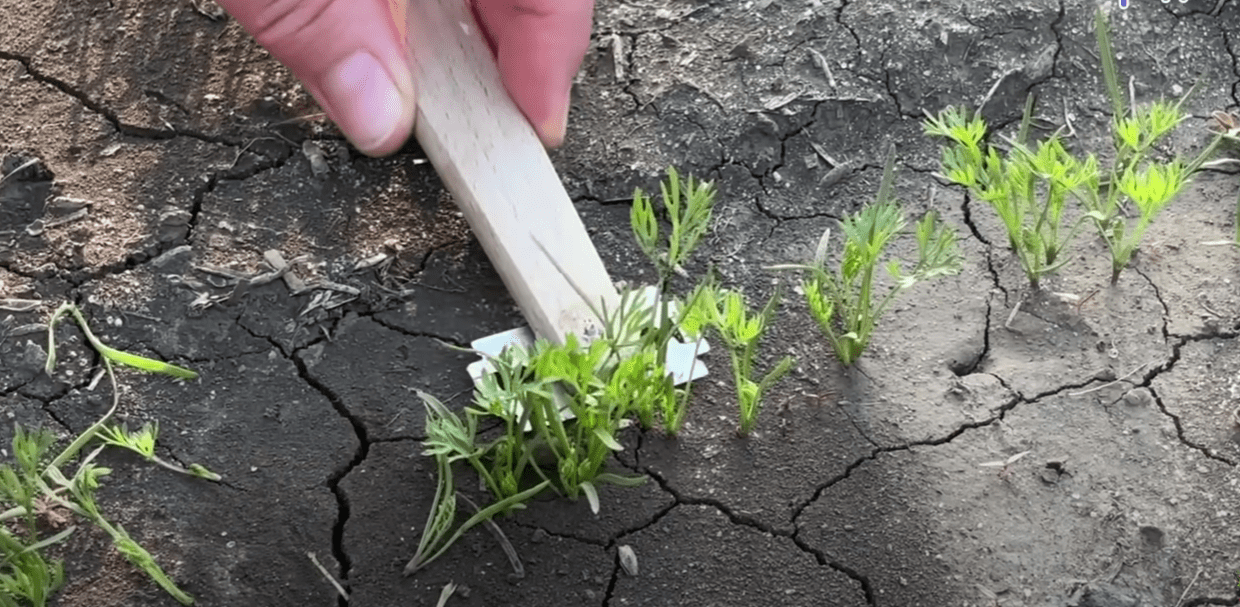 Городники показали простий інструмент для проріджування моркви