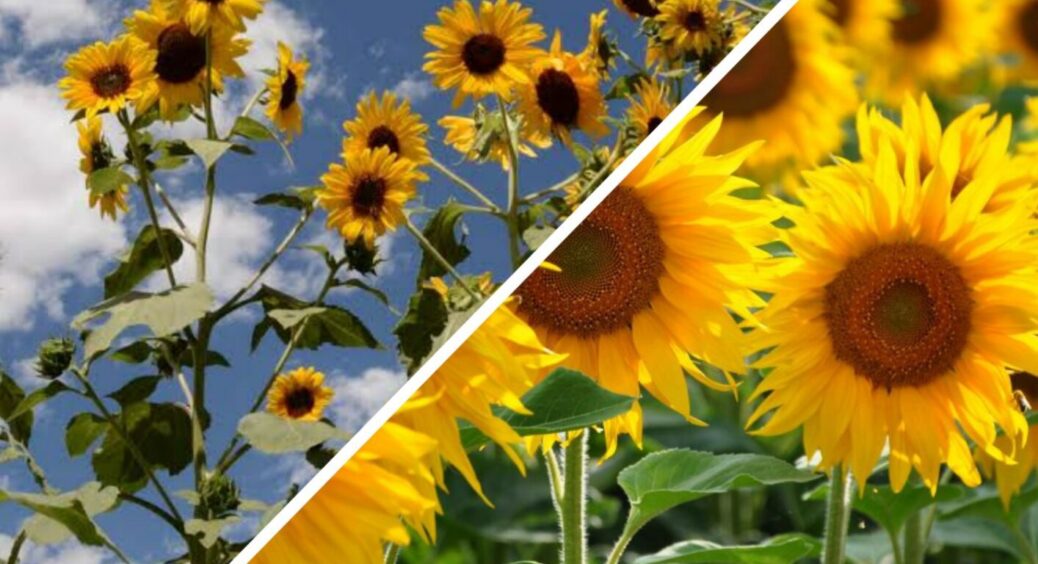 На Закарпатті цю культуру більше не вирощують – ґрунти виснажуються за 2 сезони 