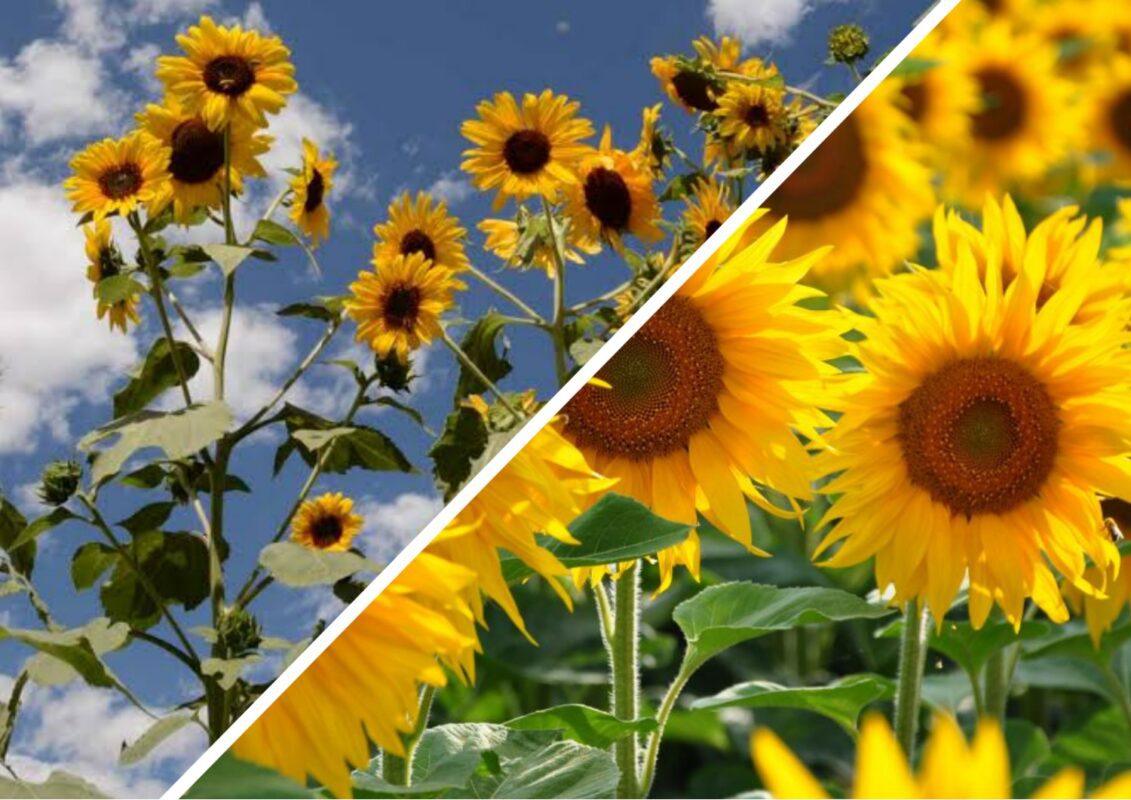 Чому треба відмовитися від вирощування соняхів на городі