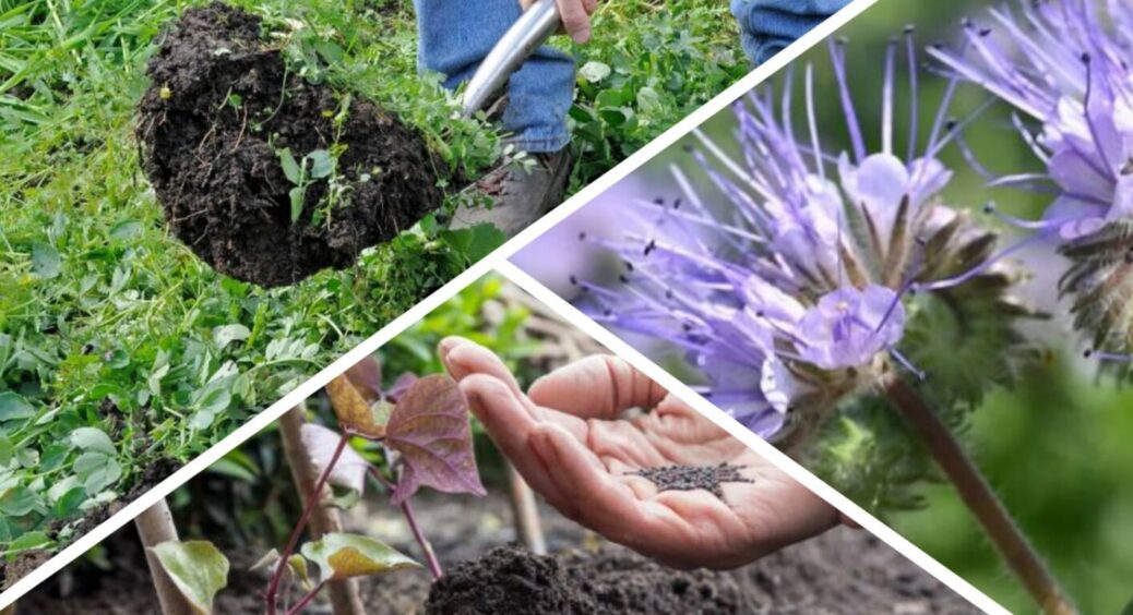 Гній на городі замінить одна-єдина рослина: так можна оздоровити ґрунт, і без зайвих зусиль 