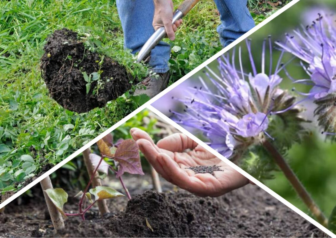 Фацелія підживить ґрунт не гірше, ніж перегній