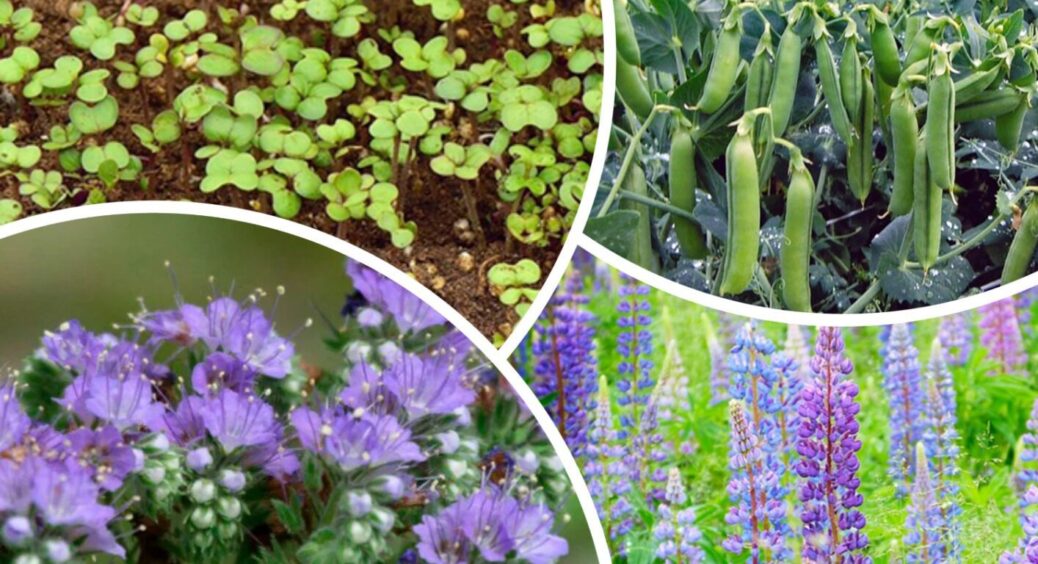 Не хімія і не магазинні суміші: що додають у ґрунт на Львівщині – не хворіє й плодоносить довше 