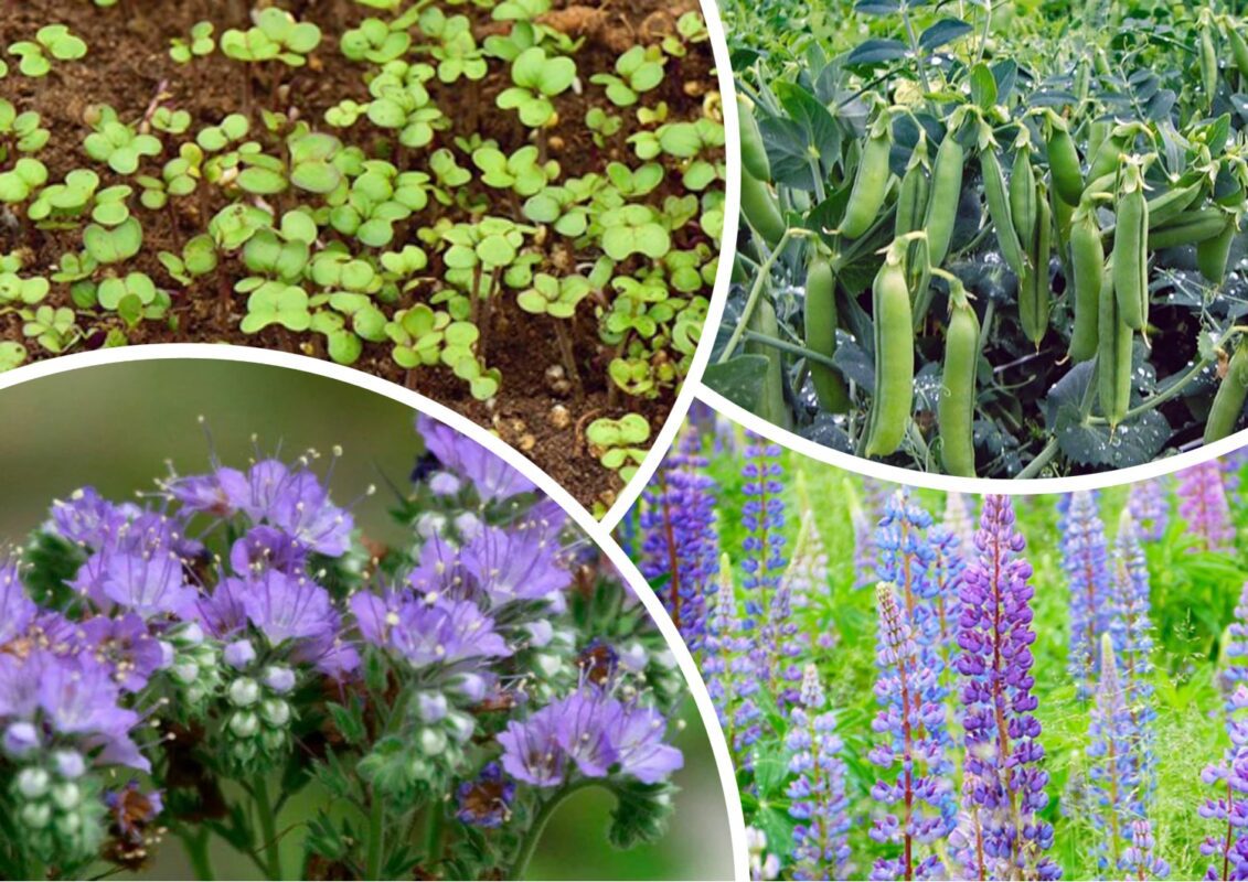 Як підвищити родючість ґрунту