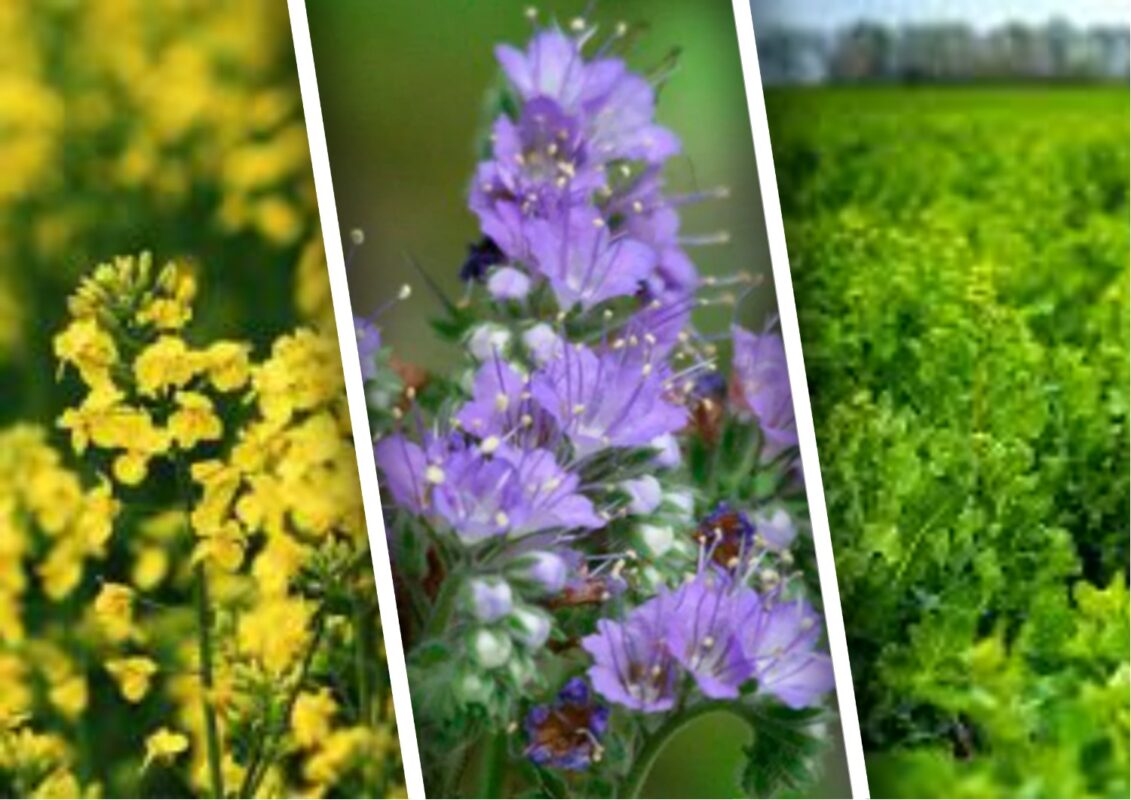 Які сидерати висівати у червні