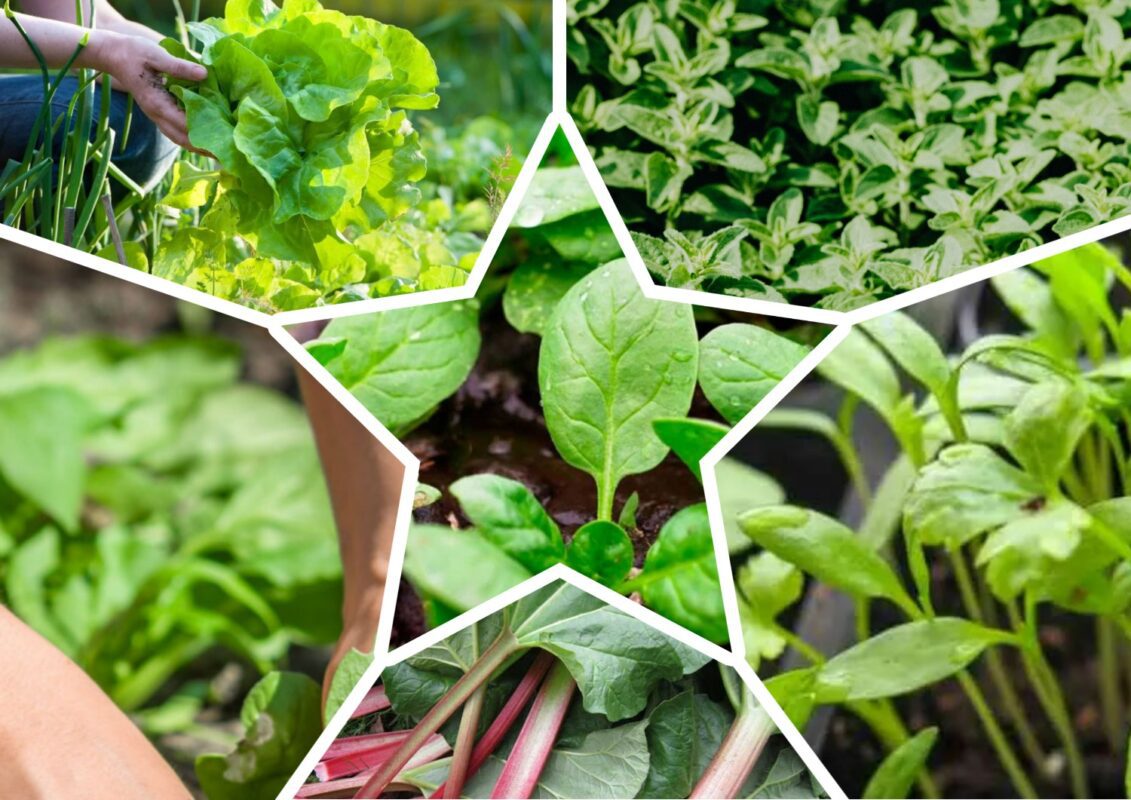 Які рослини чудово зростають у затінку