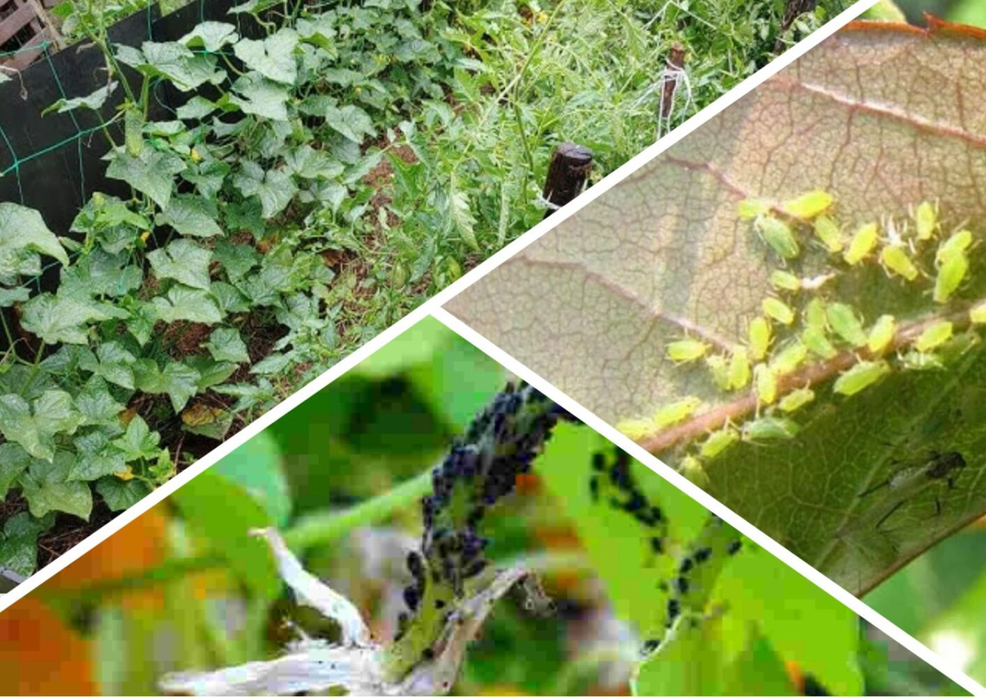 Експерт розповів, як швидко позбавитися від попелиці в саду