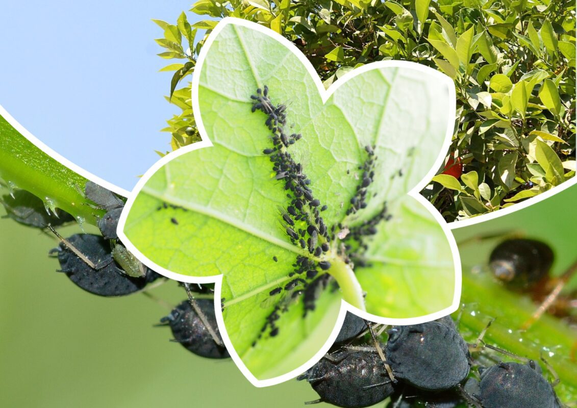 Городники пояснили, як вивести тлю з фруктових дерев і ягідних кущів