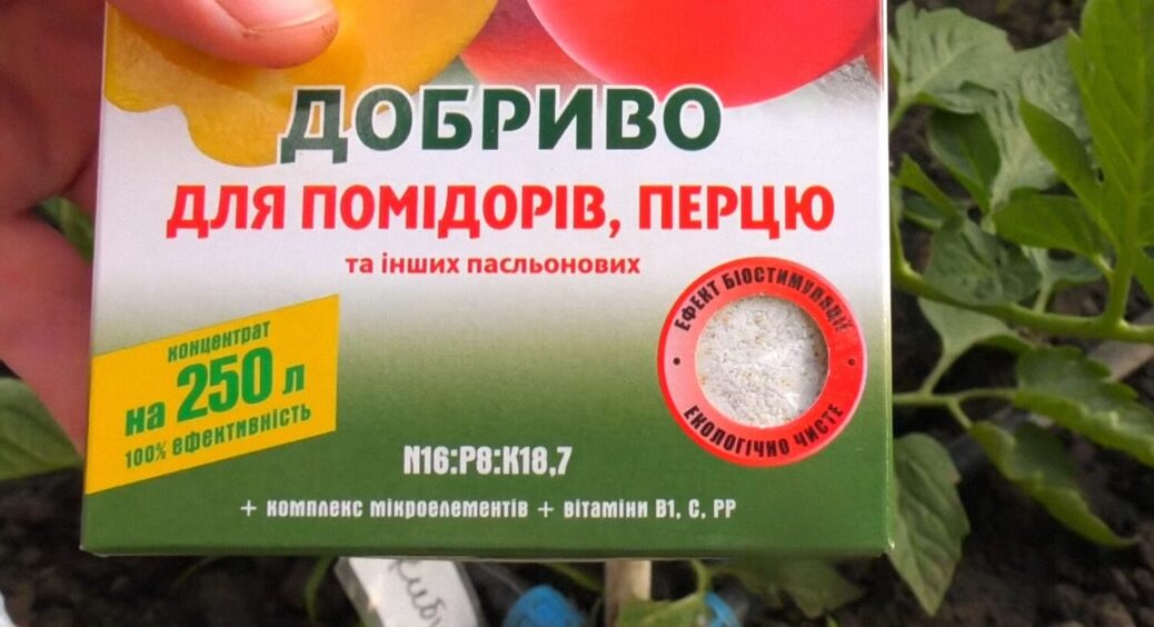 До 20 червня – останній день, коли можна дати це особливе підживлення помідорам без наслідків 