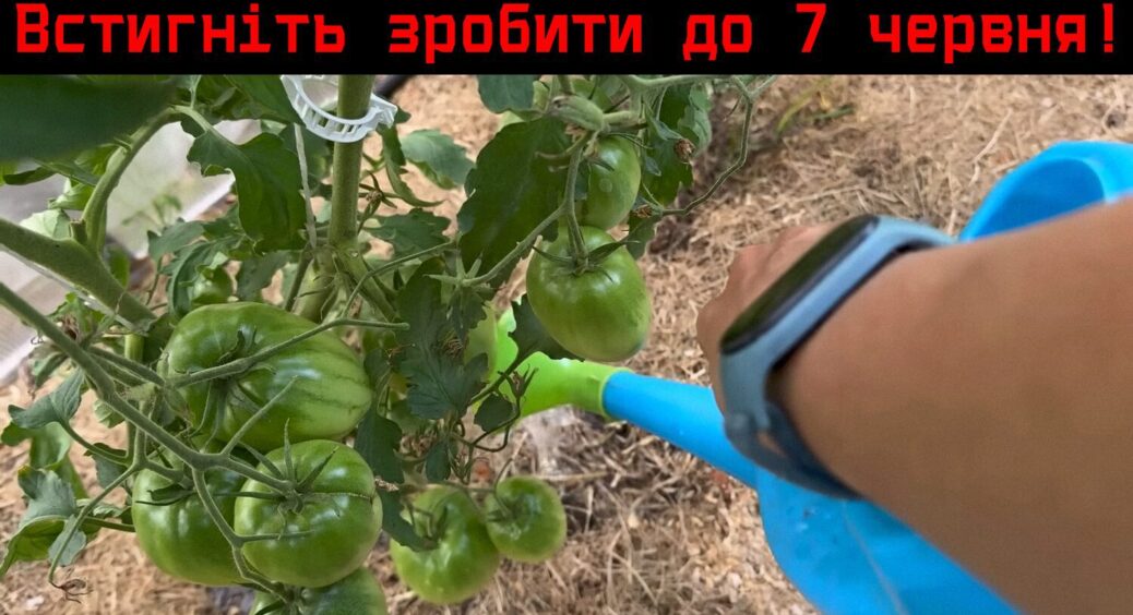 Встигніть до 7 червня: всього один обов’язковий полив — і помідори родять аж до жовтня 