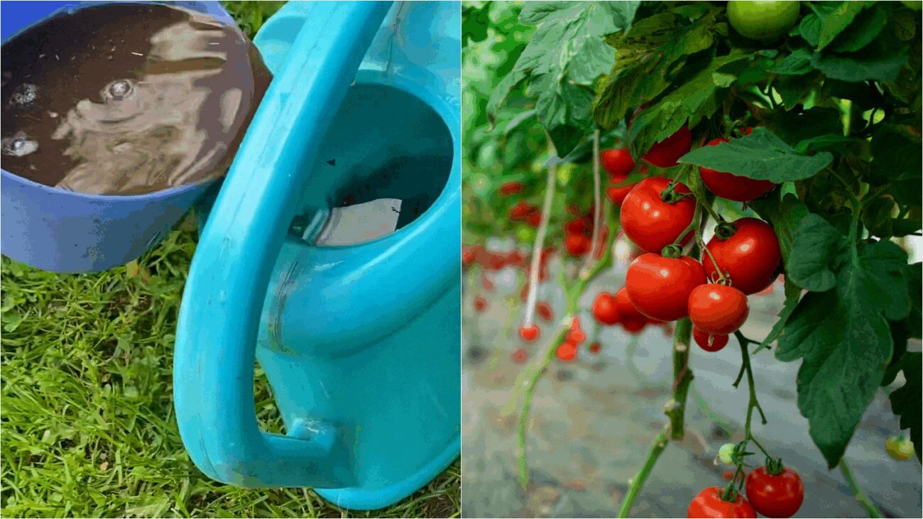 Городники порадили 2 підживлення після висаджування томатів