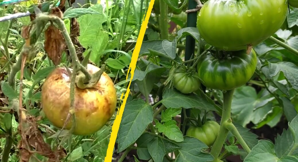 Ще не пізно прогнати фітофтору: не дріжджі і не зола, а ось це – потужніше у 100 разів 