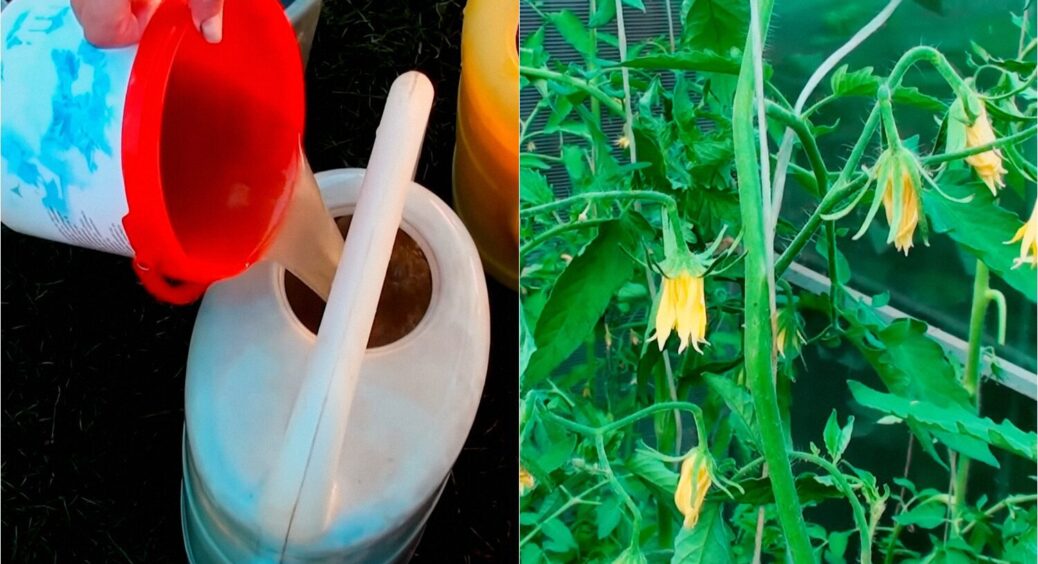 Це вам не компост і не зола: ось чим підживити помідори до 25 червня для гарного врожаю 