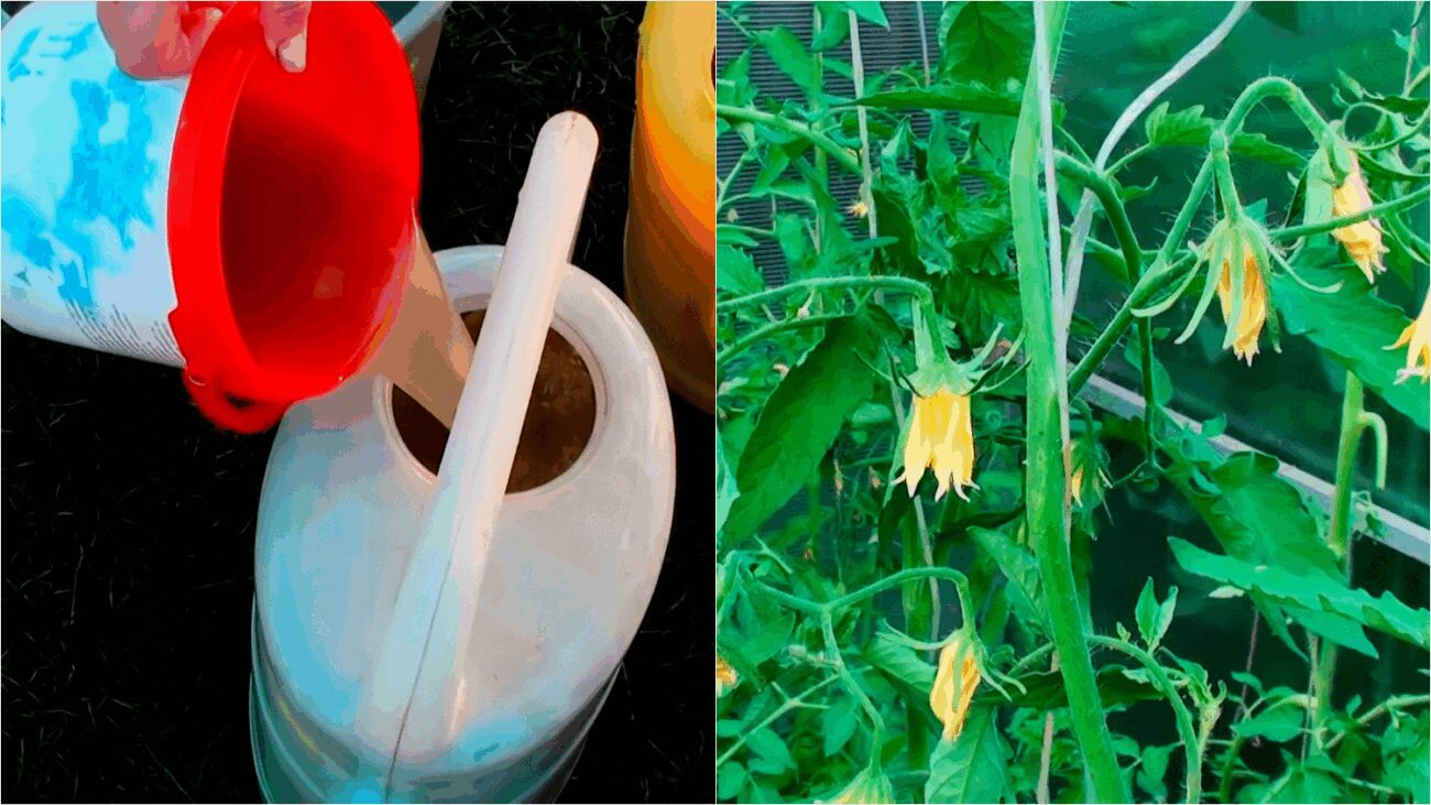 Агрономи порадили, чим підживити томати до 25 червня