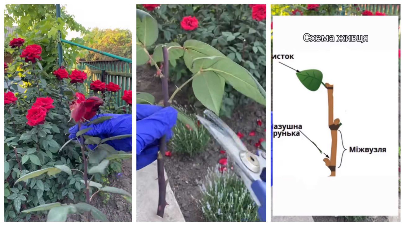 Садівники показали, який метод вкорінення троянд є найпростішим і більш дієвим