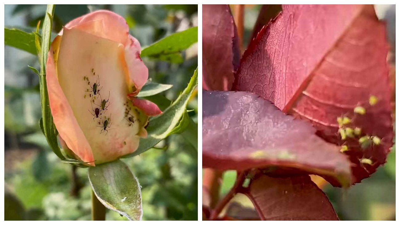 Садівники пояснили, яка банкова суміш звільнить будь-які троянди від попелиць