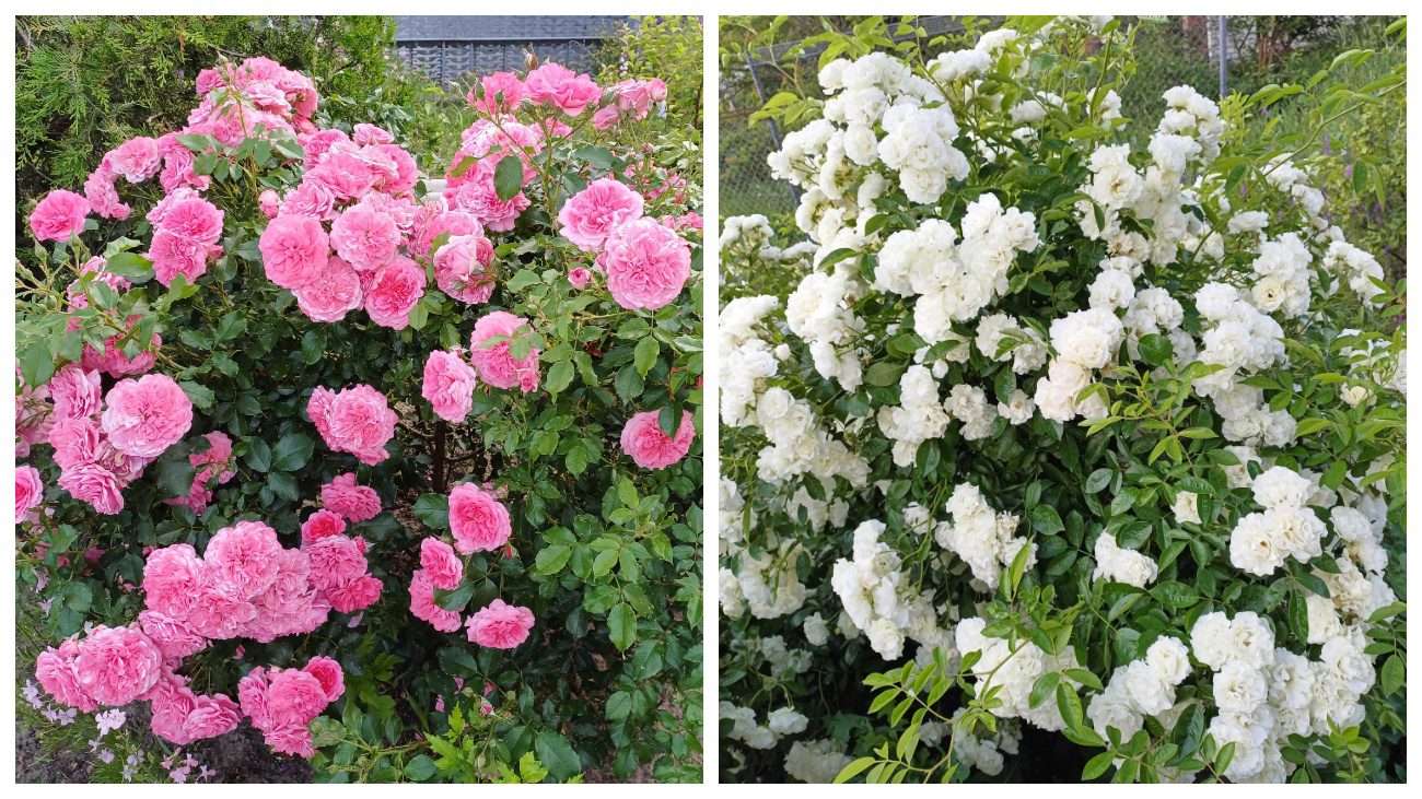 Садівники пояснили, чим слід удобряти троянди в липні-2025