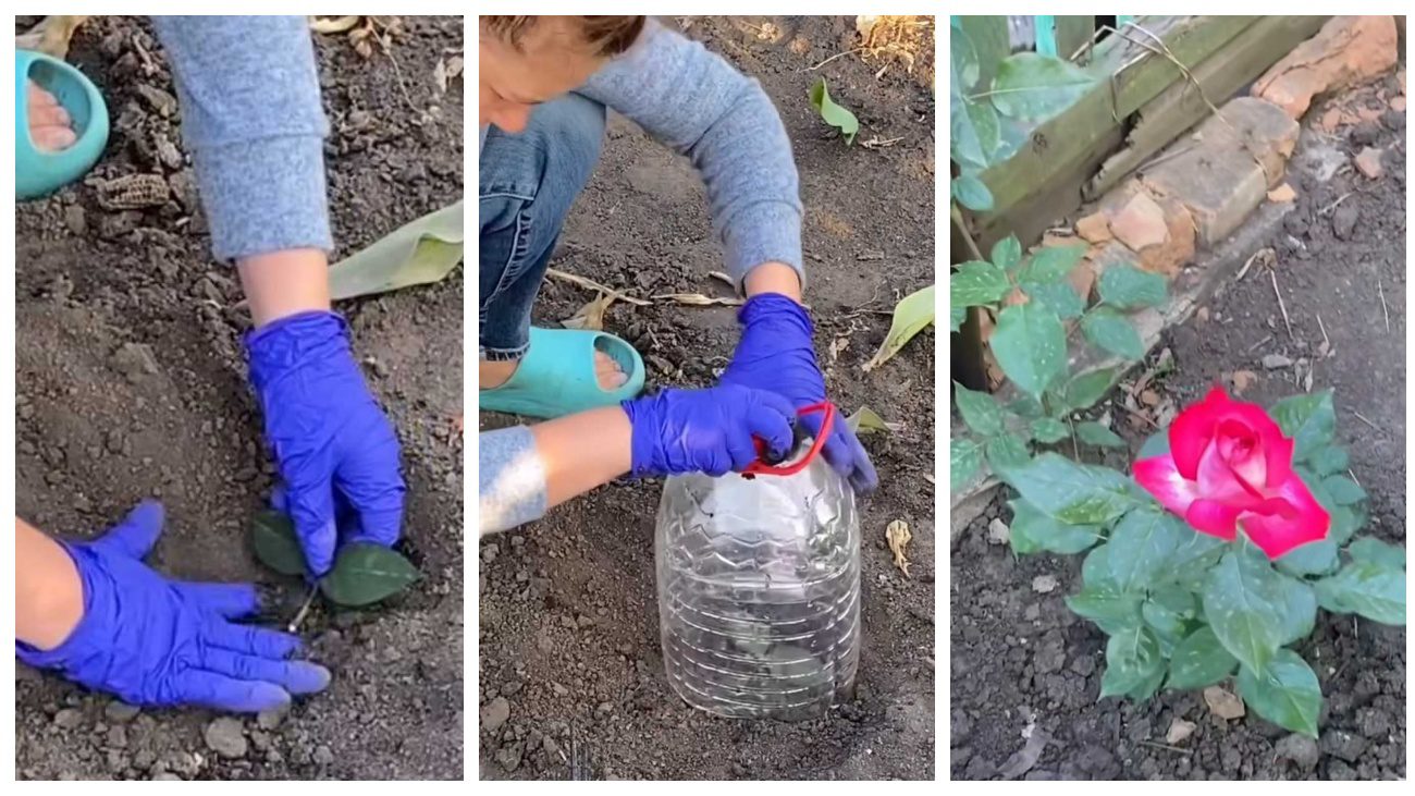 Садівники показали, який метод вкорінення троянд є найпростішим і більш дієвим