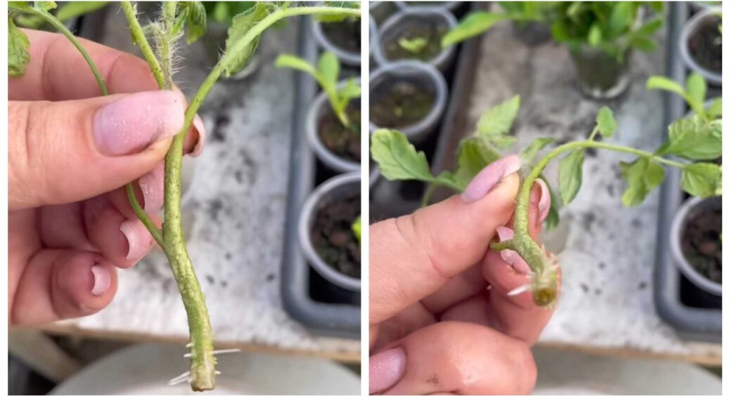 Робіть це, й буде другий урожай помідорів у 2025 році: встигнути потрібно до серпня 