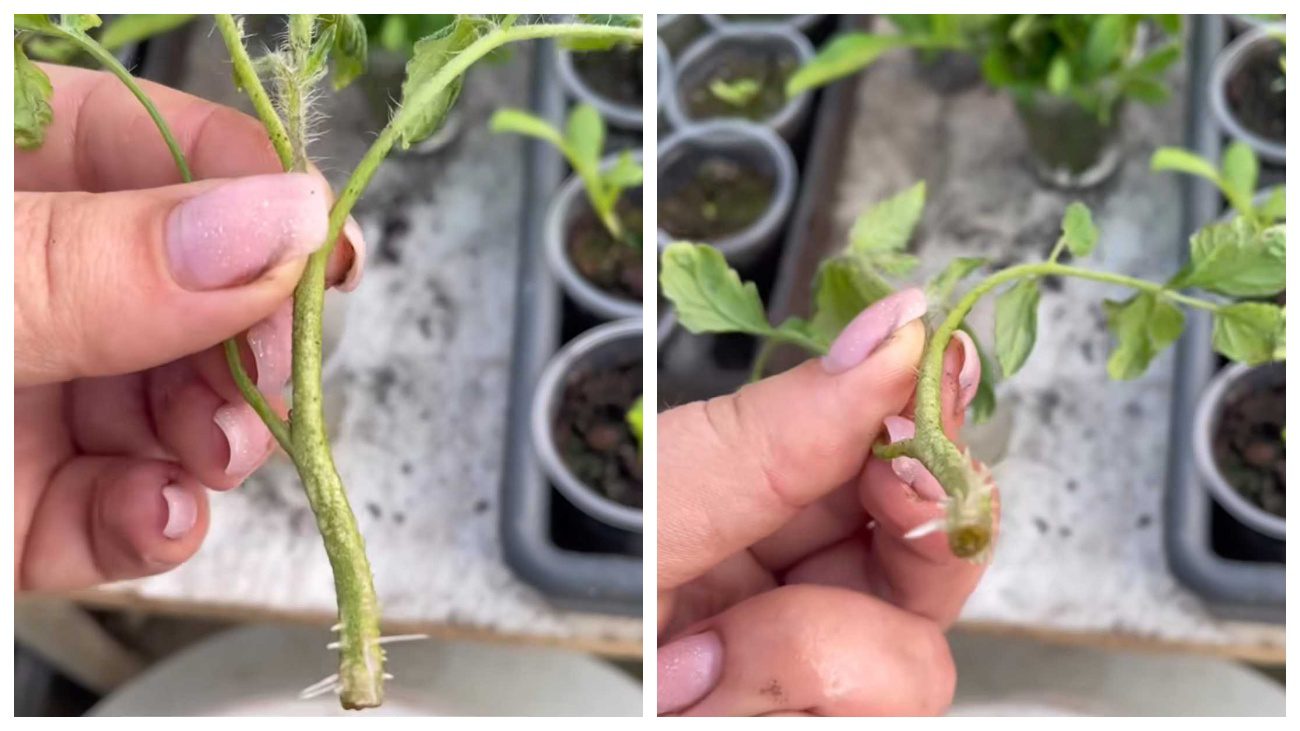 Садівники пояснили, як отримати другий урожай томатів за сезон