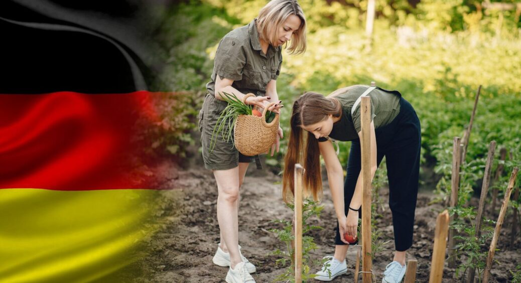 У Берліні українці постійно саджають на грядках ці 3 овочі: німці дивляться с подивом 