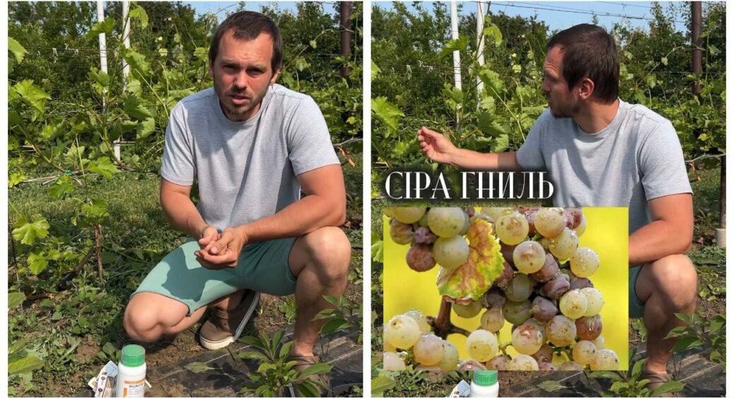 Найважливіша обробка винограду в цьому сезоні: потрібно провести у червні, потім буде запізно 